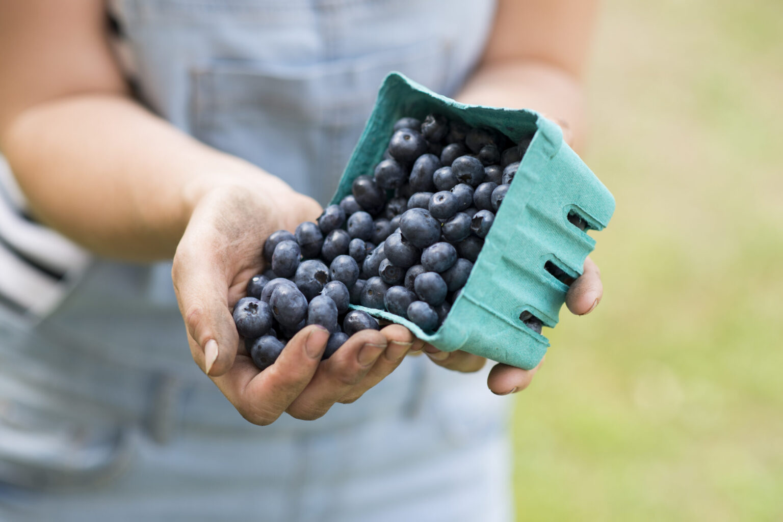 Want to Fight Dementia? Grab a Handful of Blueberries BrainTap