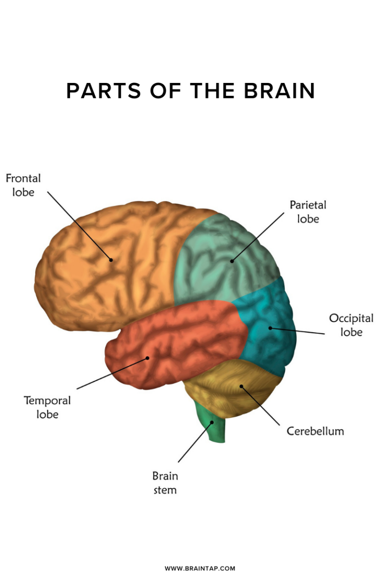 What is the Cerebellum? 8 Brain Terms You Need To Know - BrainTap