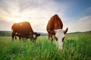 Grass fed cows